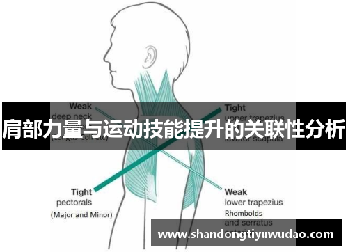 肩部力量与运动技能提升的关联性分析