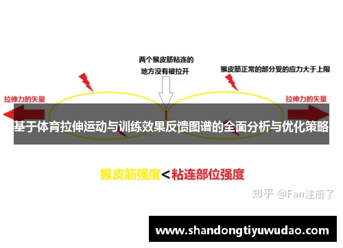 基于体育拉伸运动与训练效果反馈图谱的全面分析与优化策略